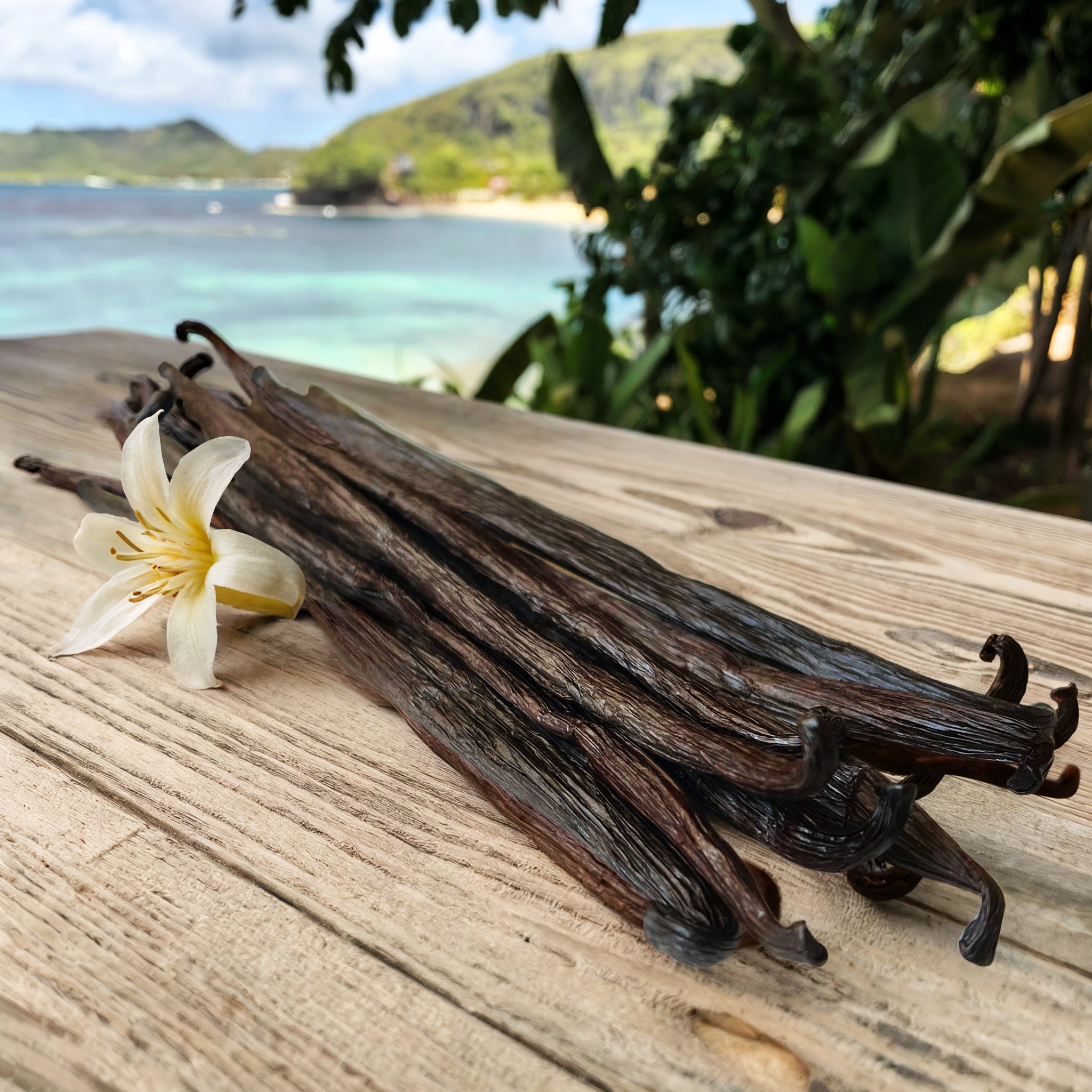 Vanille de Tahiti, îles de Raiatea et Huahine - Qualité Gourmet